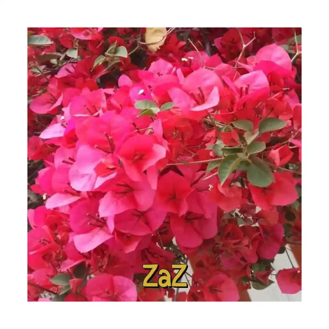 زاز من میخوام