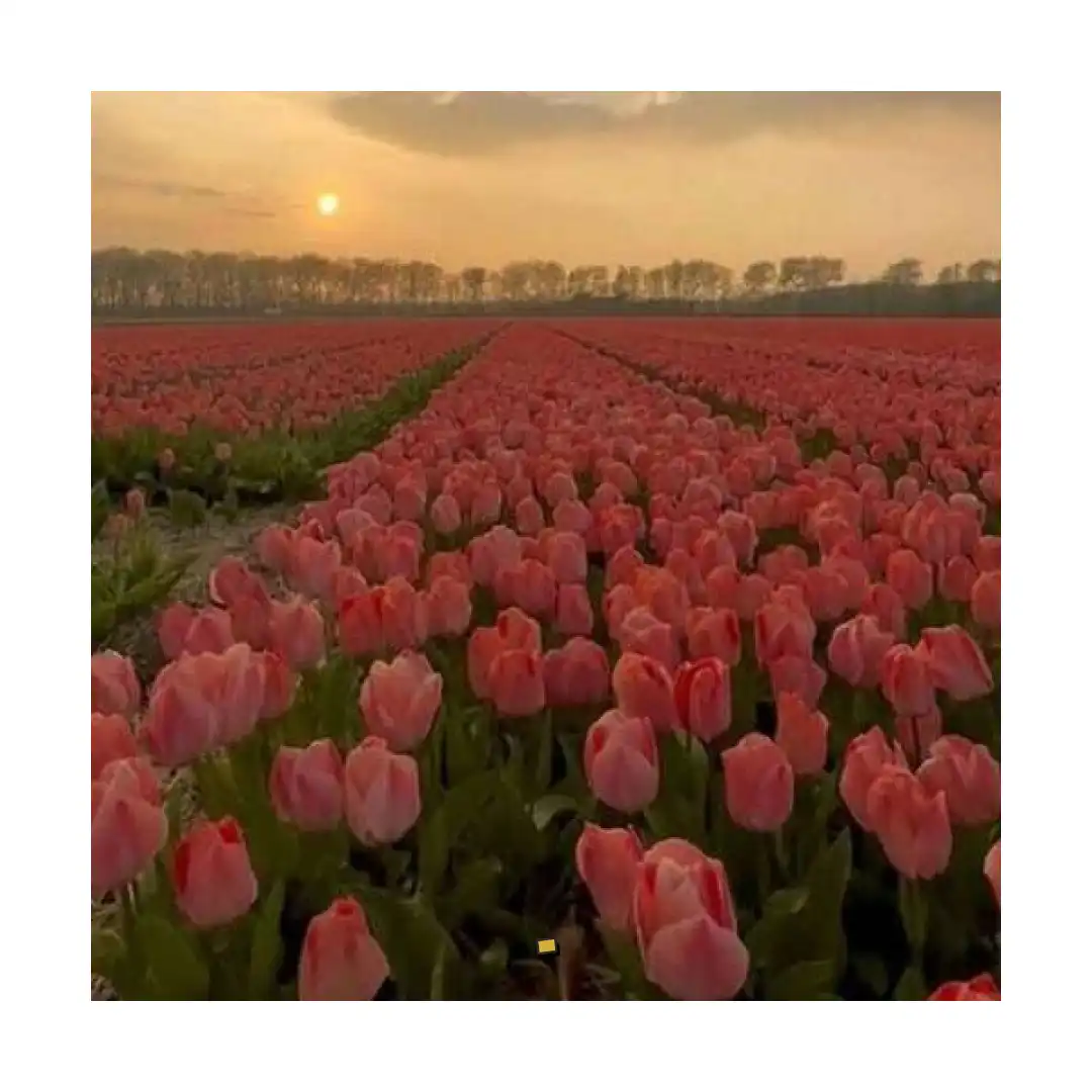 . عاشق چشا خمارتم