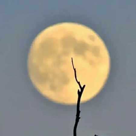 افسانه گل تنها