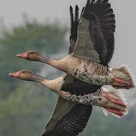 هایده  اسیر تو